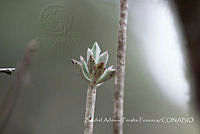 ZAPF0311 Crassulaceae.jpg