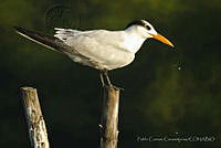 PC0044 Thalasseus maximus.jpg