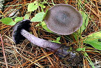 AKL0017 Cortinarius violaceus.jpg