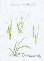AIO026 Zea mays ssp. parviglumis.jpg