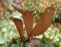 CF002 Grateloupia violacea.jpg