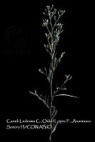 Atleq 0236 Symphyotrichum expansum.jpg