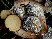 ZG009 124 Apis mellifera.jpg