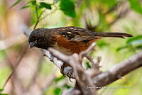 JRRO0390 Pipilo maculatus.jpg