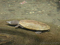 CGL2250 Staurotypus triporcatus.jpg