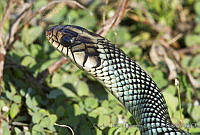 CNS1347 Drymobius margaritiferus.jpg