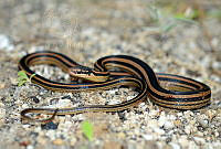 VHL0509 Rhadinaea taeniata.jpg