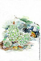 JMRM0030 Coryphanta jalpanensis.jpg