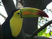 CGL3280 Ramphastos sulfuratus.jpg