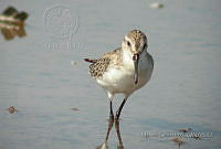 MGaves 183 Calidris mauri.jpg