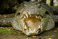 IMDOC0977 Crocodylus acutus.jpg