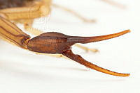 MASM07673 Centruroides nigrimanus.jpg