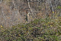 HJ6- 0117- Tigrisoma mexicanum.jpg