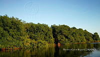 TE001 0228 Hábitat de Crocodylus acutus.jpg
