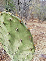 RG016 0513 Opuntia bensonii.jpg