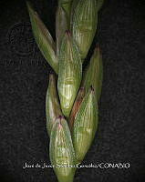 Teocintle 162 Zea diploperennis.jpg