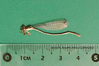 MRAA 0005 Apanisagrion lais.JPG