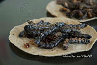 3R00690 Arsenura polyodonta.jpg