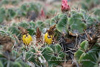 IMDOC 4789 Ferocactus robustus.jpg