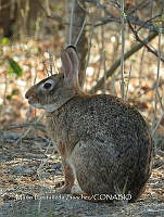 MCS IM0075 Sylvilagus graysoni graysoni.jpg