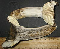 RGO0427 Russula albonigra.JPG