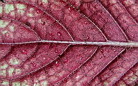 Tlatlau 0040a Achimenes grandiflora (Schltdl.) DC. copia.jpg