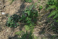 SG019 0420 Cestrum nocturnum.jpg