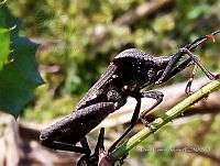 SG002 0227 Acanthocephala.jpg