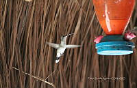 FBA0955 Doricha eliza.jpg