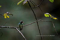 IDG1784 Basilinna leucotis.jpg