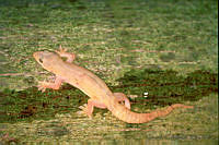 GC0102 Hemidactylus frenatus.jpg