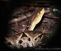 HBB0148 Bothrops asper.jpg