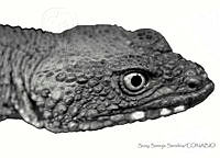 SSS0001 Xenosaurus phalaroanthereon.JPG