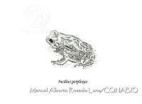 MARL0365 Incilius perplexus.jpg