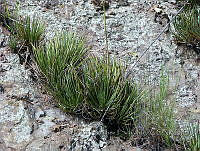 JJSE0006 Agave palmeri.JPG