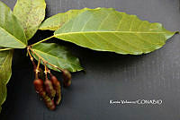 ME010 KV 00896 Capparidastrum (DC.) Hutch., 1967_.JPG