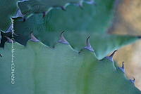 RG019 0259 Agave seemanniana.jpg