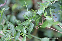 proy JF091 0286 Orthosia pubescens.JPG