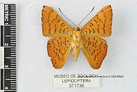 JF018 0735 Emesis mandana furor.jpg