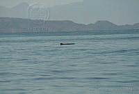 GEA0248 Kogia breviceps.jpg