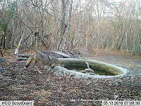 MAGB 0042 Canis latrans.JPG