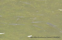 AAKVDH 0149 Oreochromis mossambicus.JPG