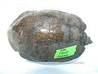 NE017 387 Trachemys venusta.jpg