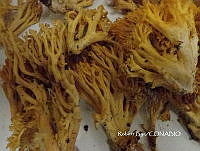 ZG009 211 Ramaria sp..jpg