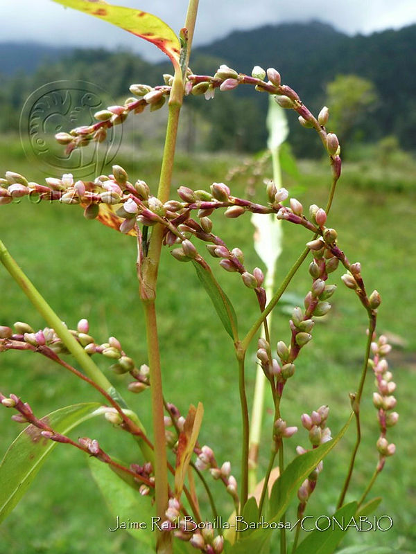 JRBB017%20Polygonum%20punctatum.jpg.nyev1Kv1McE ybFhQA3g0JtbmFja29CbnFuZ3NAbXJ6LGtwZwA.jpPKHoYb7R