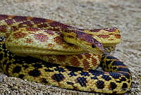 MDL0305 Pituophis catenifer.jpg