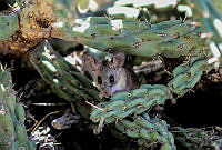 MAL01 Peromyscus eva.jpg