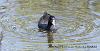 AAKVDH 0399 Fulica americana.JPG