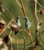 CJPH 001 Cynanthus latirostris.jpg