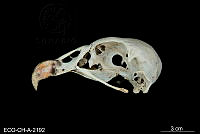 ME006 Aves 0685 Sarcoramphus papa.jpg